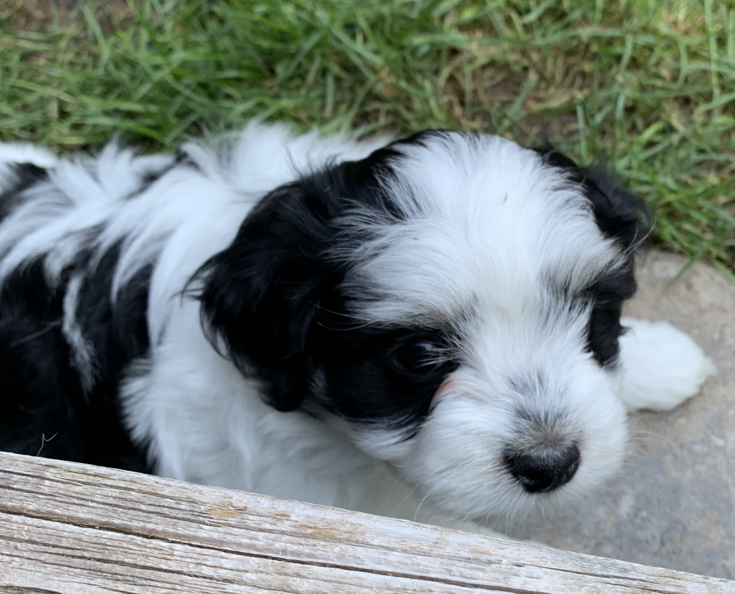 Kennel club havanese puppies outlet