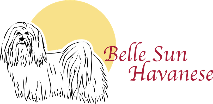 Belle Sun Havanese | Seattle Kennel Club Breeder | Pet Dogs